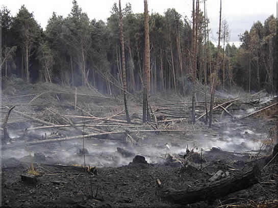 resultado de um incêndio